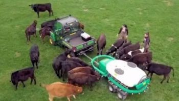 機(jī)械化養(yǎng)牛聽(tīng)起來(lái)就高大上，但在我國(guó)真的適合嗎？